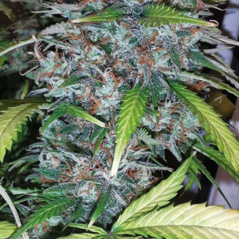 Northern light #2 growlog timeline photo