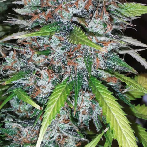 Northern light #2 growlog timeline photo