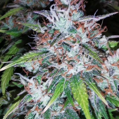 Northern light #2 growlog timeline photo