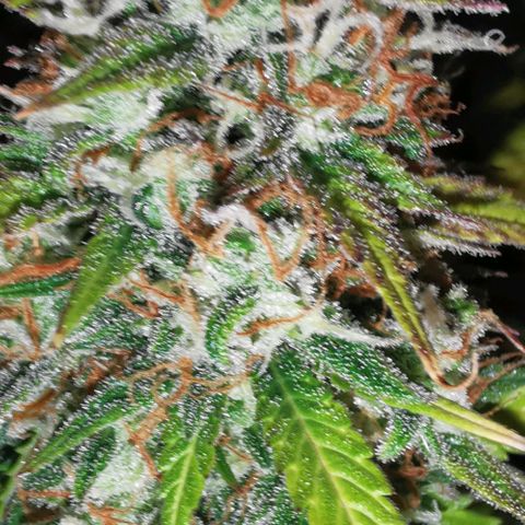 Northern light #2 growlog timeline photo