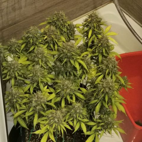 Northern light #2 growlog timeline photo