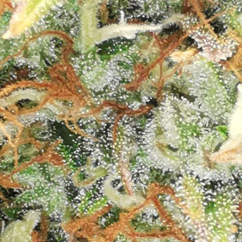 Northern light #2 growlog timeline photo