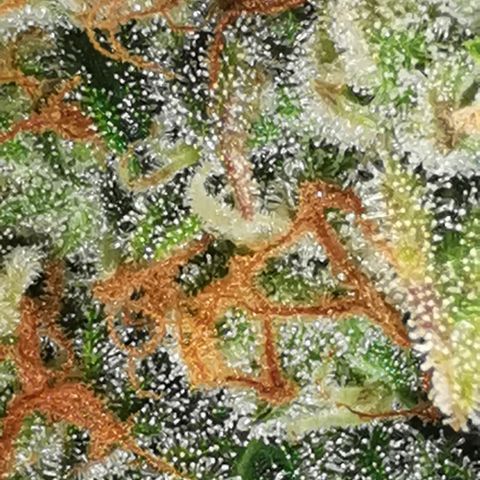 Northern light #2 growlog timeline photo