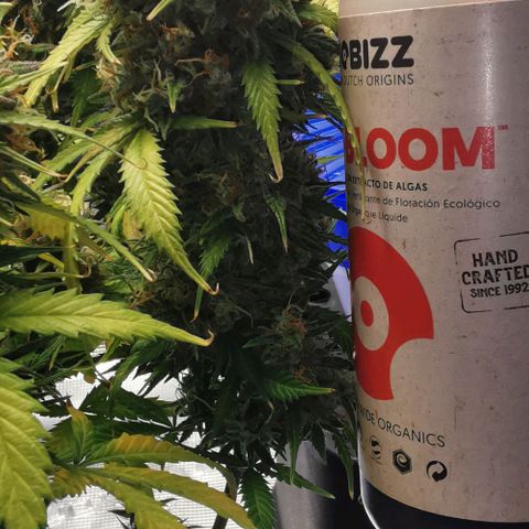 Northern light #2 growlog timeline photo