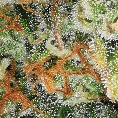 Northern light #2 growlog timeline photo