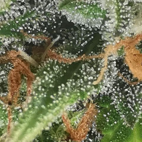 Northern light #2 growlog timeline photo