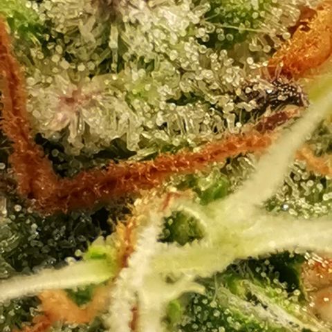 Northern light #2 growlog timeline photo