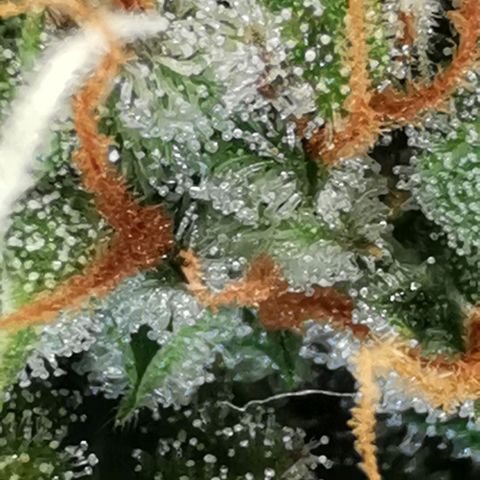 Northern light #2 growlog timeline photo