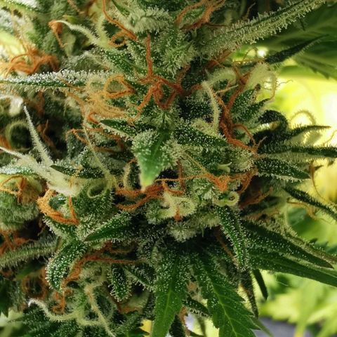 Northern light #2 growlog timeline photo