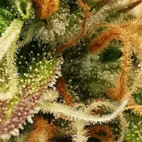 Northern light #2 growlog timeline photo