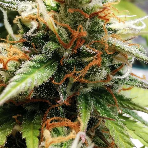 Northern light #2 growlog timeline photo