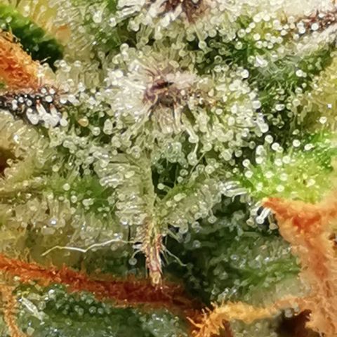 Northern light #2 growlog timeline photo