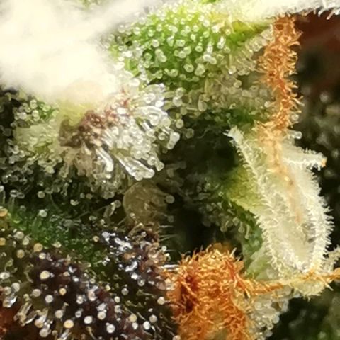 Northern light #2 growlog timeline photo