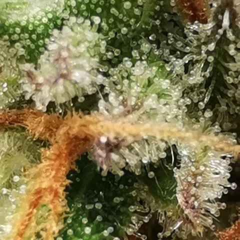 Northern light #2 growlog timeline photo