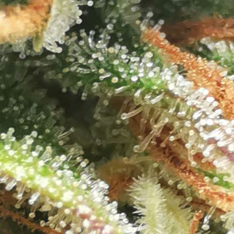 Northern light #2 growlog timeline photo