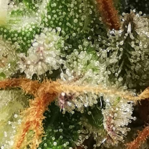 Northern light #2 growlog timeline photo