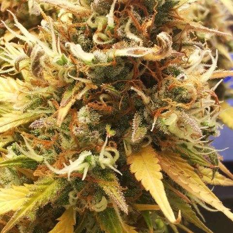 Northern light #2 growlog timeline photo
