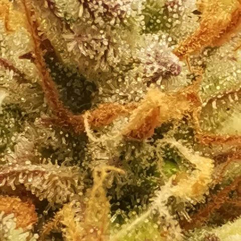 Northern light #2 growlog timeline photo