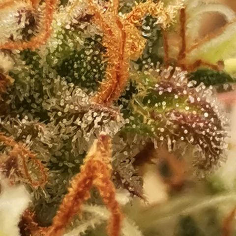 Northern light #2 growlog timeline photo