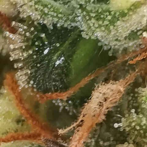 Northern light #2 growlog timeline photo