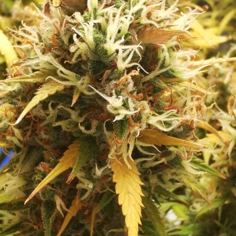 Northern light #2 growlog timeline photo
