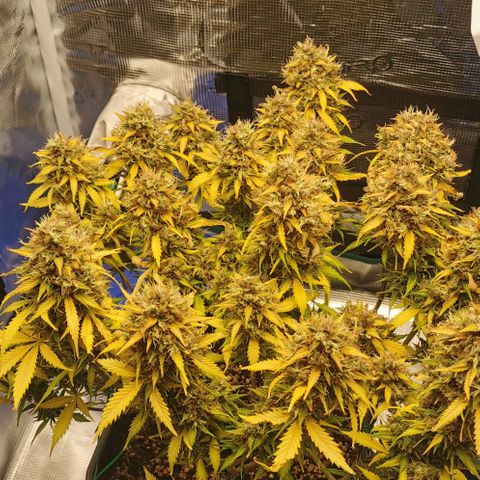 Northern light #2 growlog timeline photo