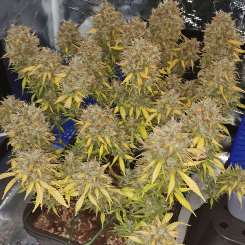 Northern light #2 growlog timeline photo