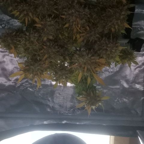 Northern light #2 growlog timeline photo