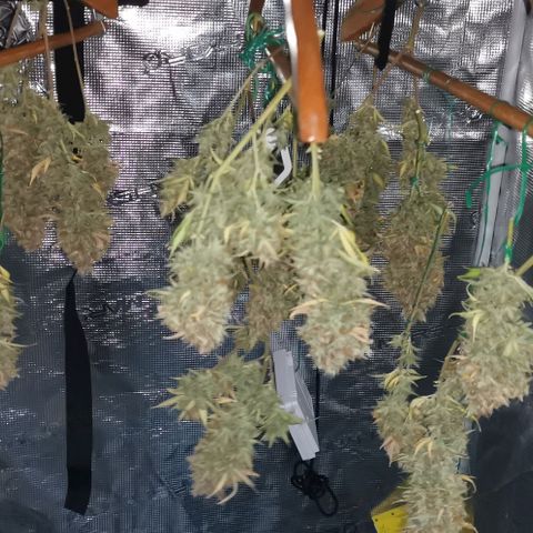 Northern light #2 growlog timeline photo