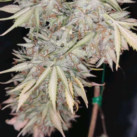 Northern light #2 growlog timeline photo