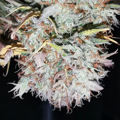 Northern light #2 growlog timeline photo