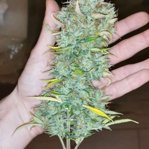Northern light #2 growlog timeline photo