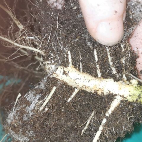Northern light #2 growlog timeline photo