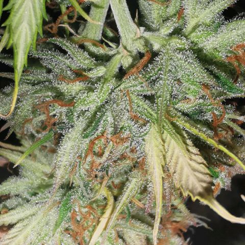 Northern light #2 growlog timeline photo
