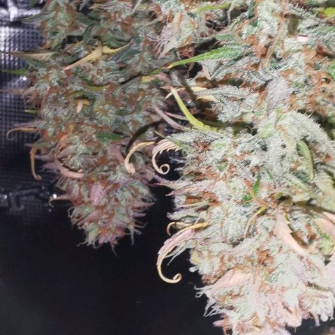 Northern light #2 growlog timeline photo