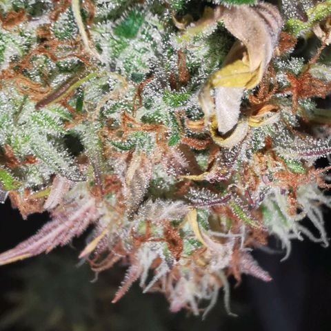 Northern light #2 growlog timeline photo