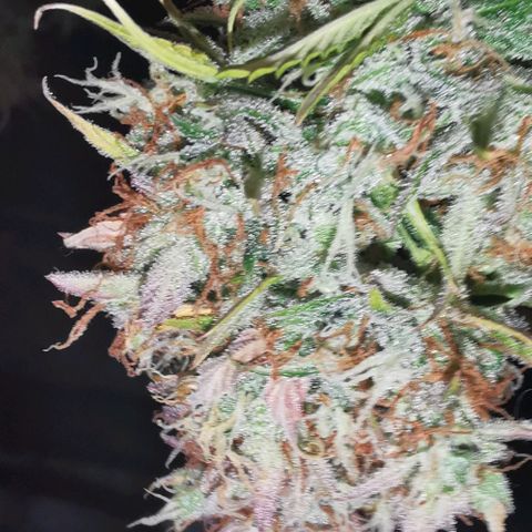 Northern light #2 growlog timeline photo