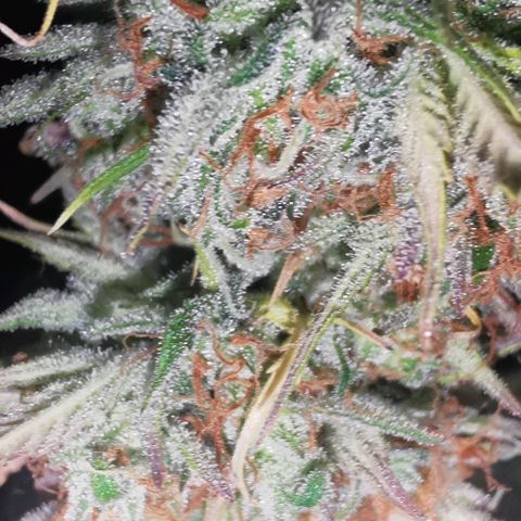 Northern light #2 growlog timeline photo
