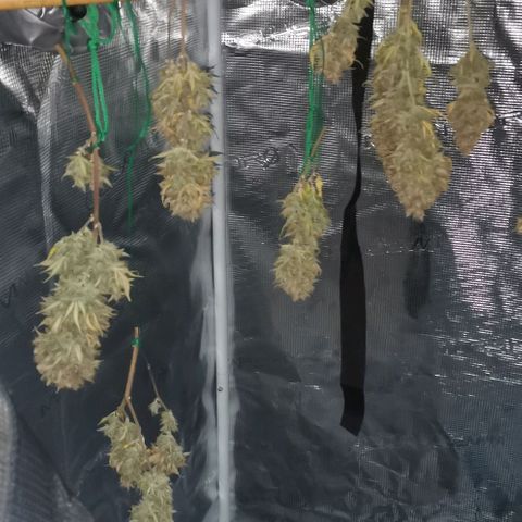 Northern light #2 growlog timeline photo