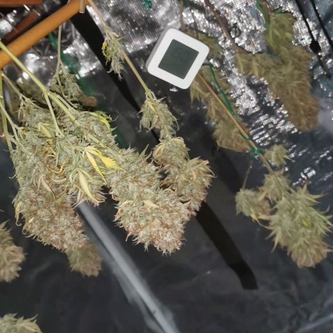 Northern light #2 growlog timeline photo