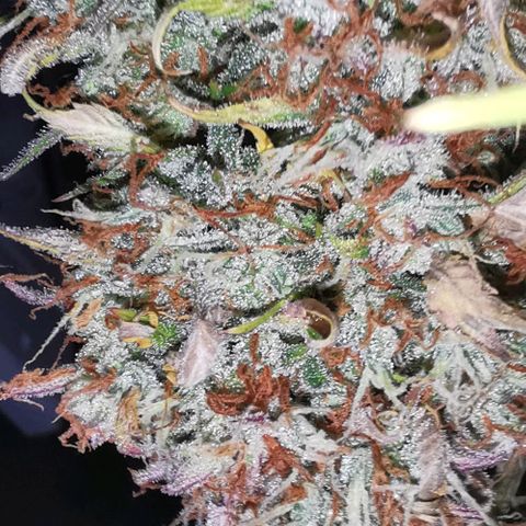 Northern light #2 growlog timeline photo