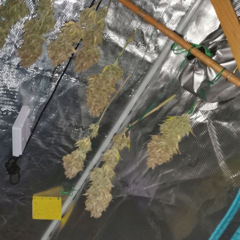Northern light #2 growlog timeline photo