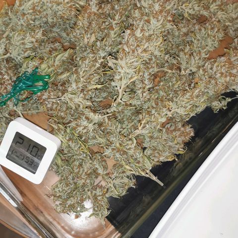 Northern light #2 growlog timeline photo