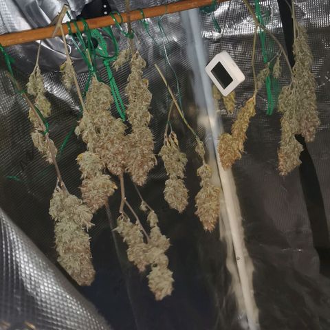 Northern light #2 growlog timeline photo