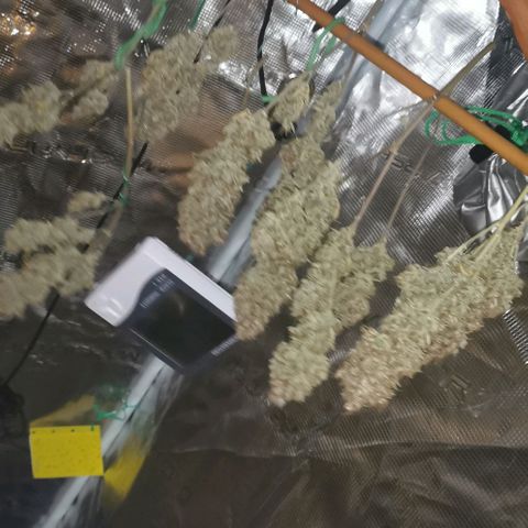 Northern light #2 growlog timeline photo
