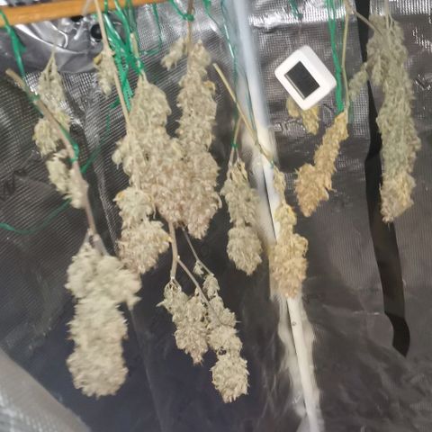 Northern light #2 growlog timeline photo