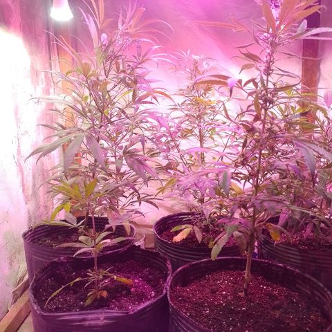 Segunda cosecha growlog photo: Trasplante:
2 LEMON'S auto
3 NN Foto.
3 