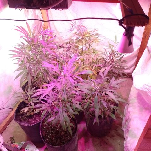 Segunda cosecha growlog photo: Trasplante:
2 LEMON'S auto
3 NN Foto.
3 