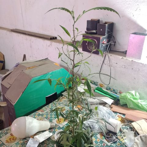 Segunda cosecha growlog photo: PODA Y APICALES... 