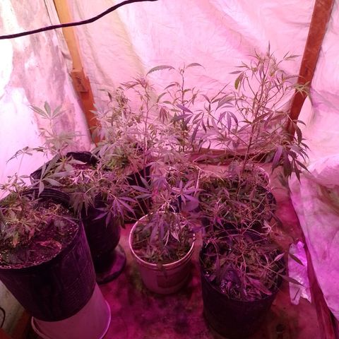 Segunda cosecha growlog photo: PODA Y APICALES... 